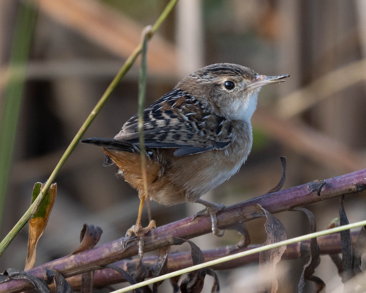 Sedge Wren - ML645240381