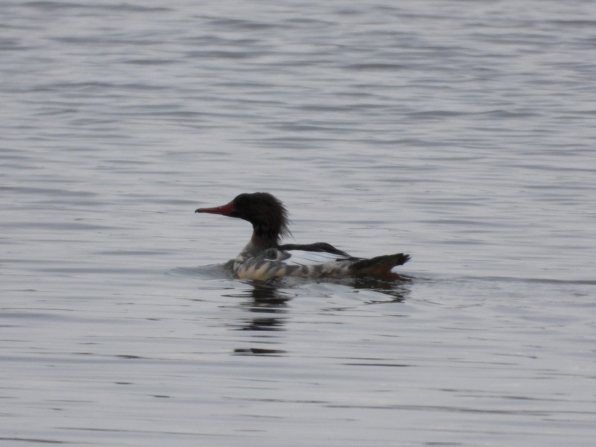 Сэвгэр бохио - ML645240384