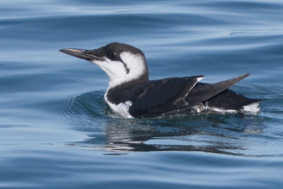 Common Murre - ML645240397