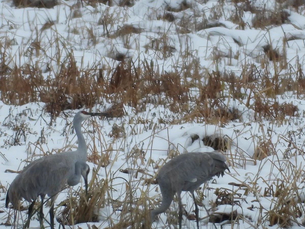 Орог тогоруу - ML645240399