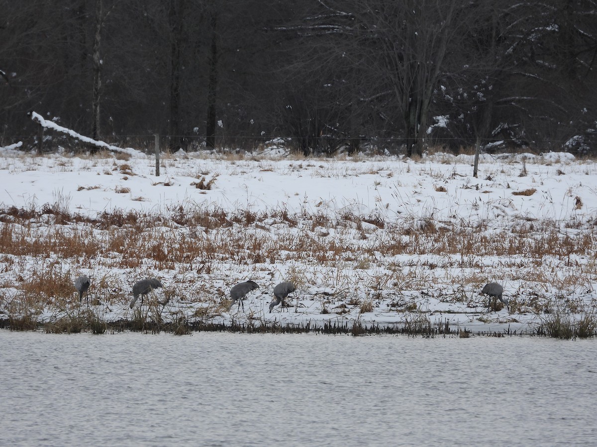 Орог тогоруу - ML645240400