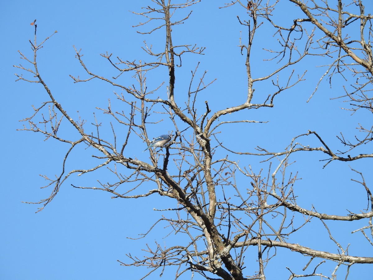 Blue Jay - ML645240401