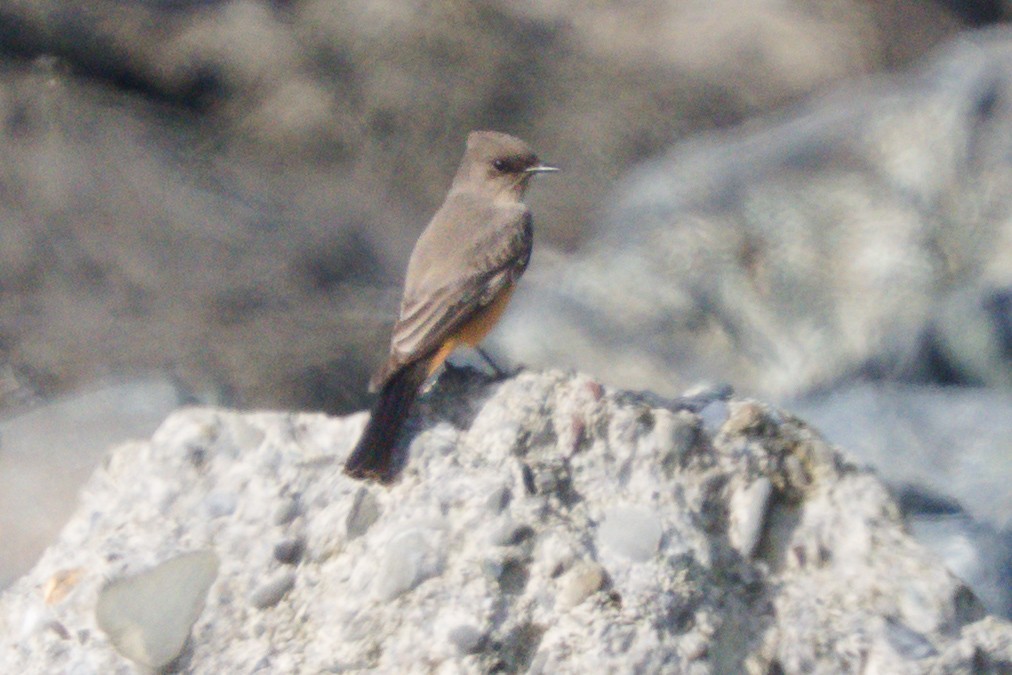 Say's Phoebe - ML645240423