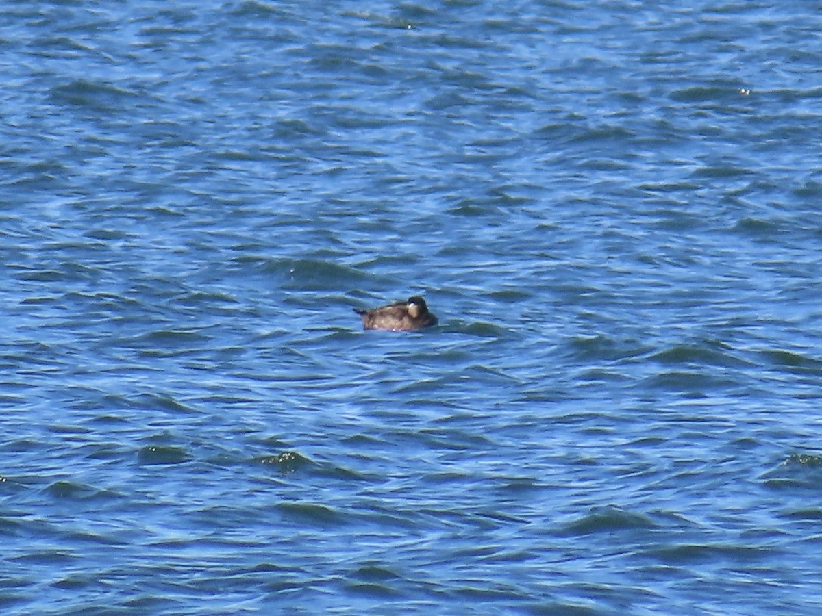 turpan žlutozobý - ML645240431