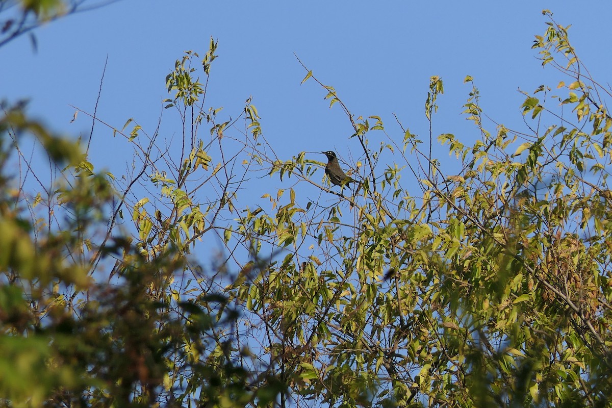 Странствующий дрозд - ML645240439