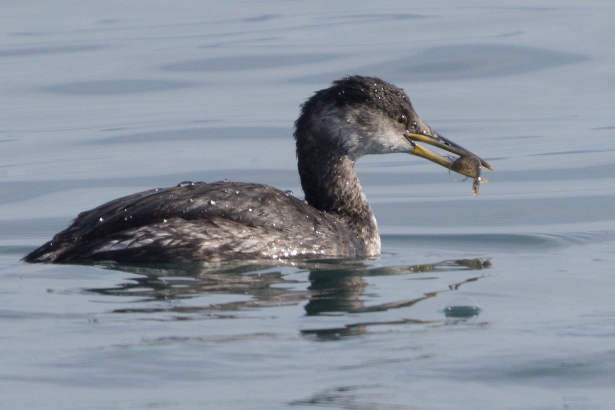 Пірникоза сірощока - ML645240440