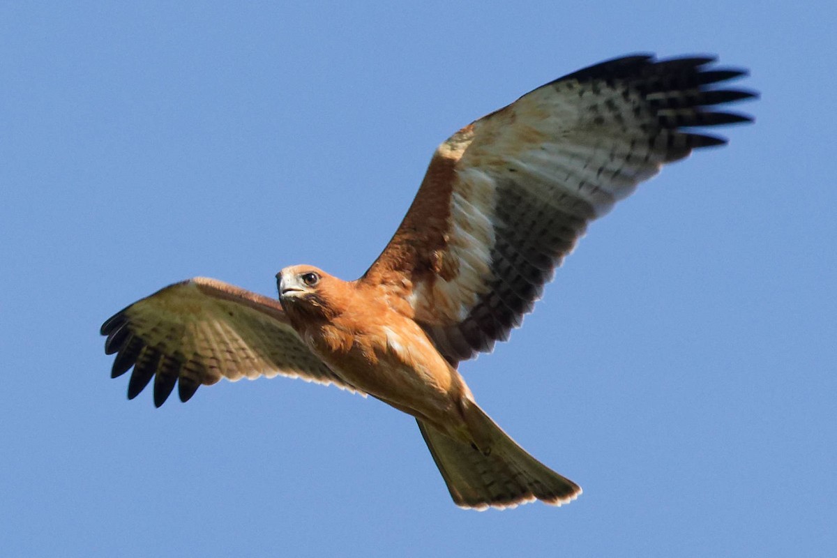 Little Eagle - ML645240496