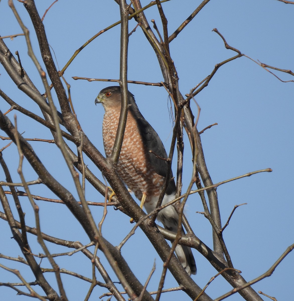 Cooper's Hawk - ML645240497