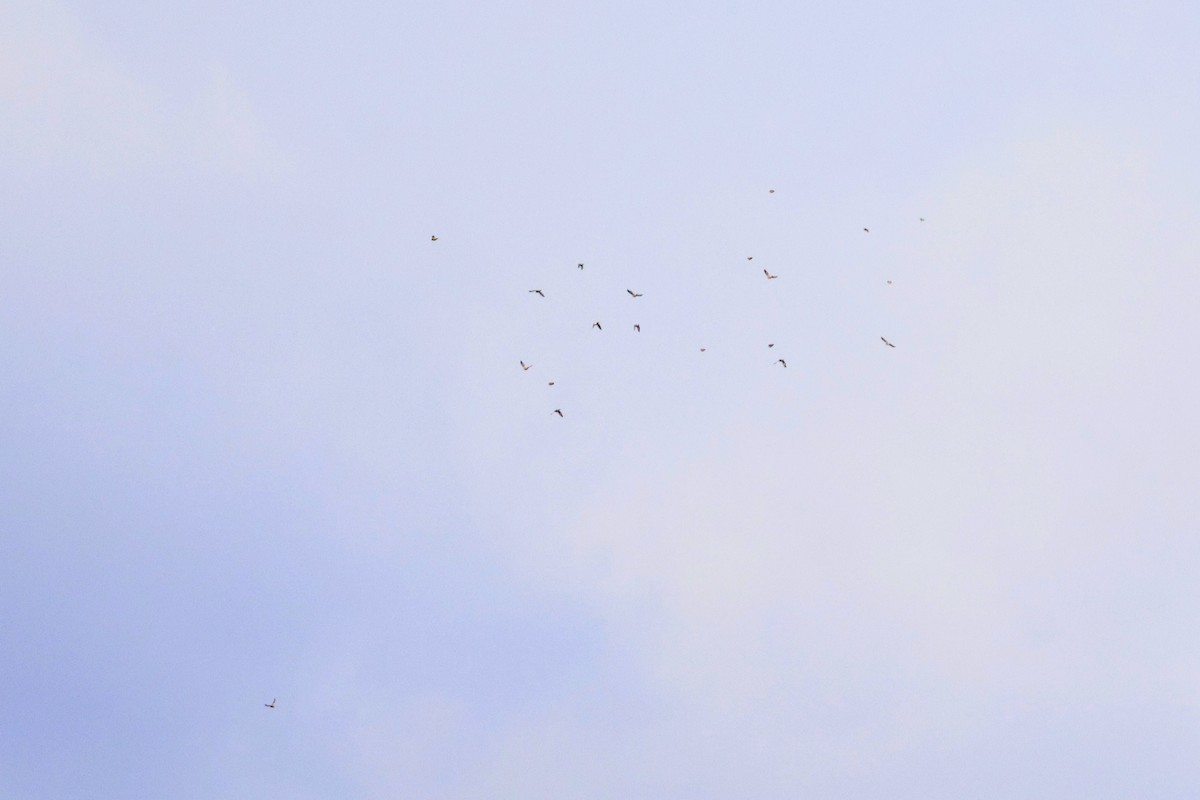 Evening Grosbeak - ML645240506