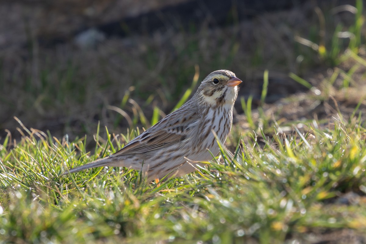 Пасовник савановий (підвид princeps) - ML645240507