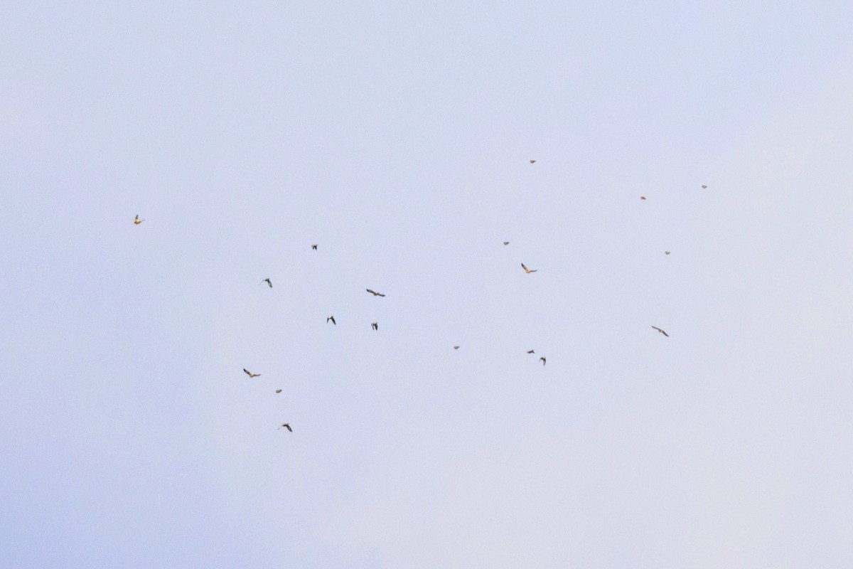 Evening Grosbeak - ML645240524