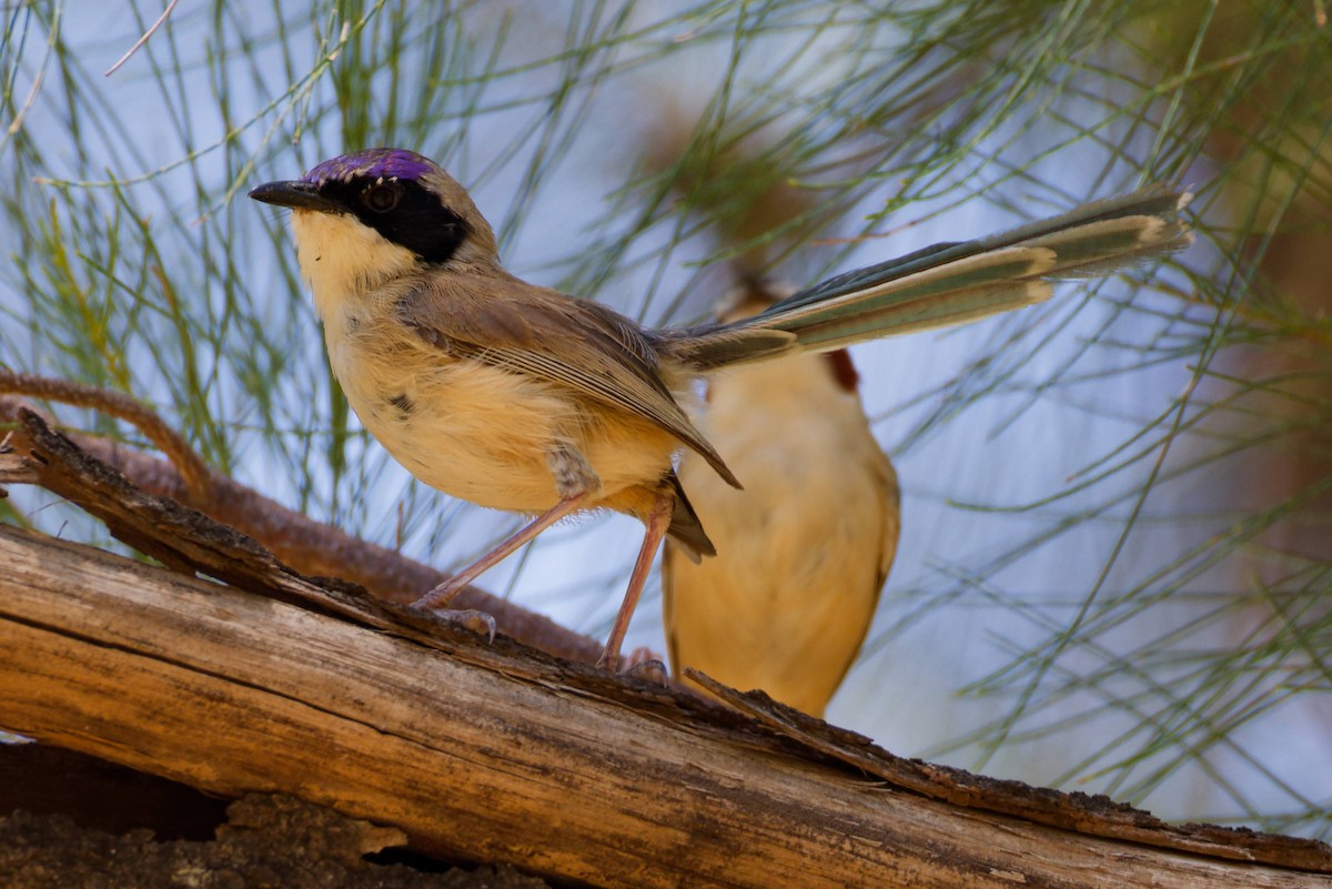 Purple-crowned Fairywren - ML645240526