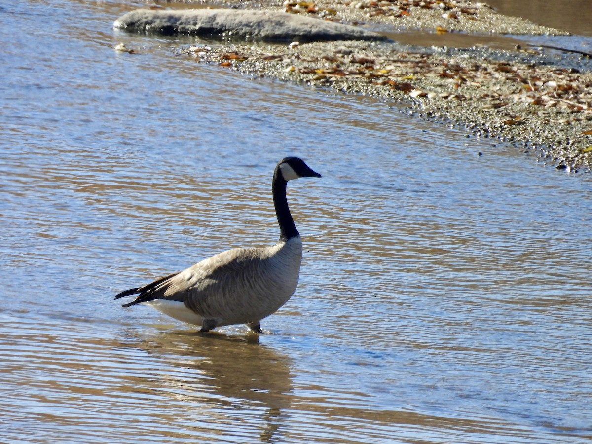 Canada Goose - ML645240528