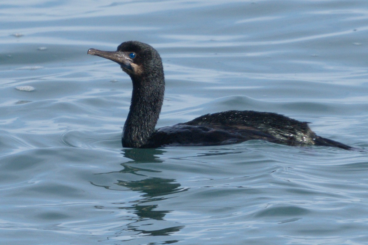 Brandt's Cormorant - ML645240536
