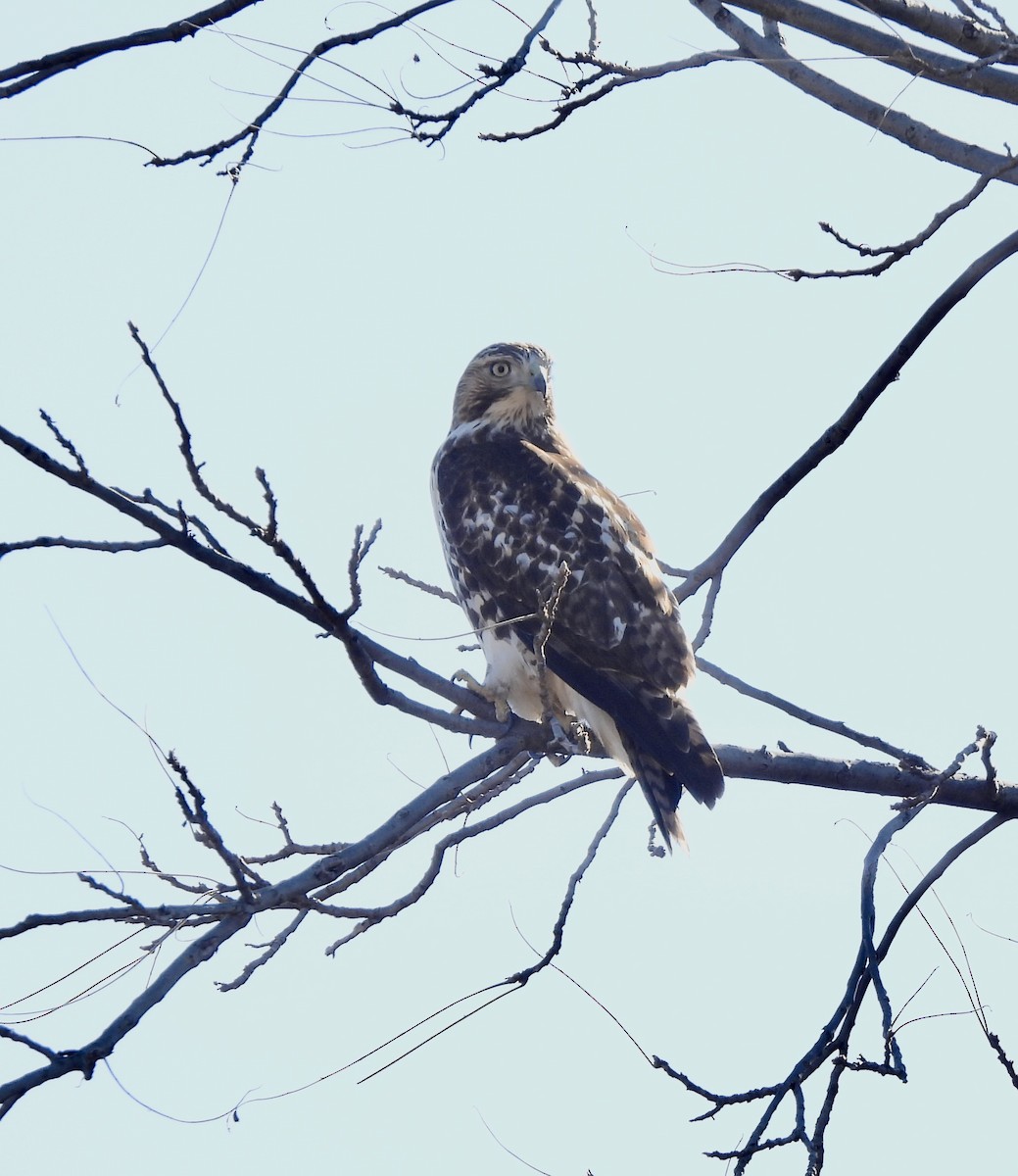Red-tailed Hawk - ML645240538