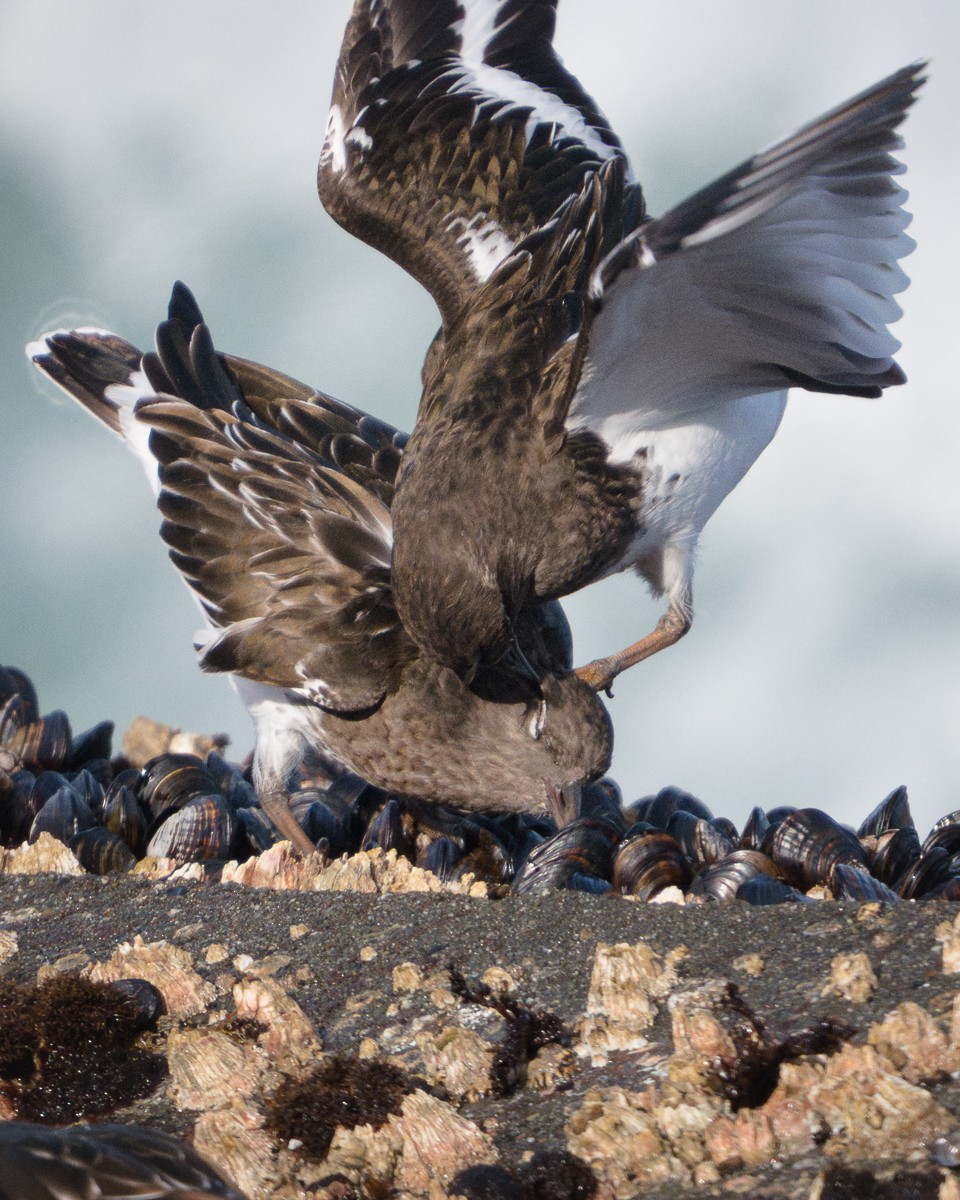 Black Turnstone - ML645240547