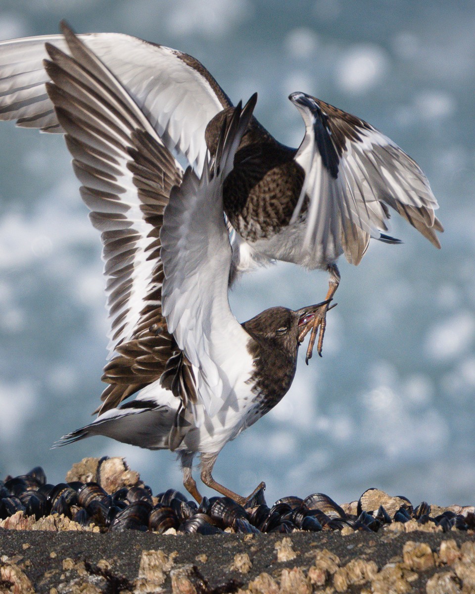 Black Turnstone - ML645240548