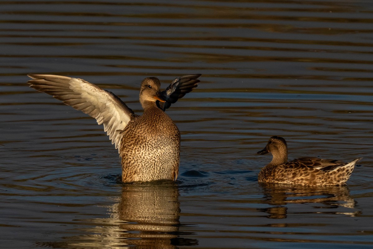 Нерозень - ML645240549