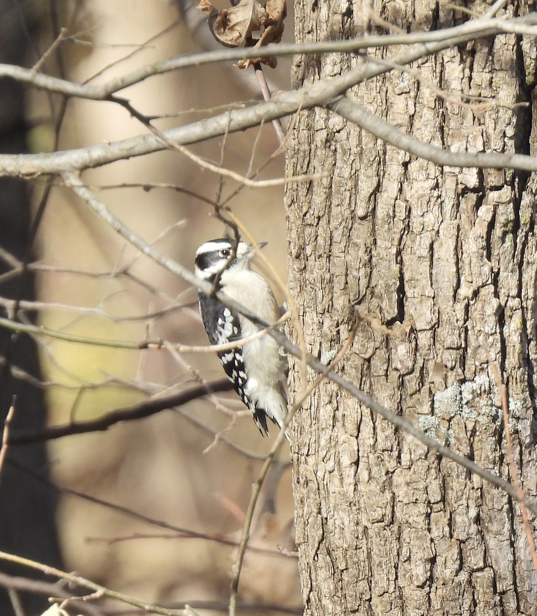 Downy/Hairy Woodpecker - ML645240556