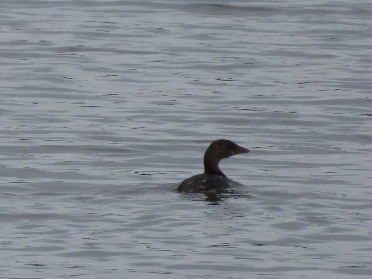 Pied-billed Grebe - ML645240557