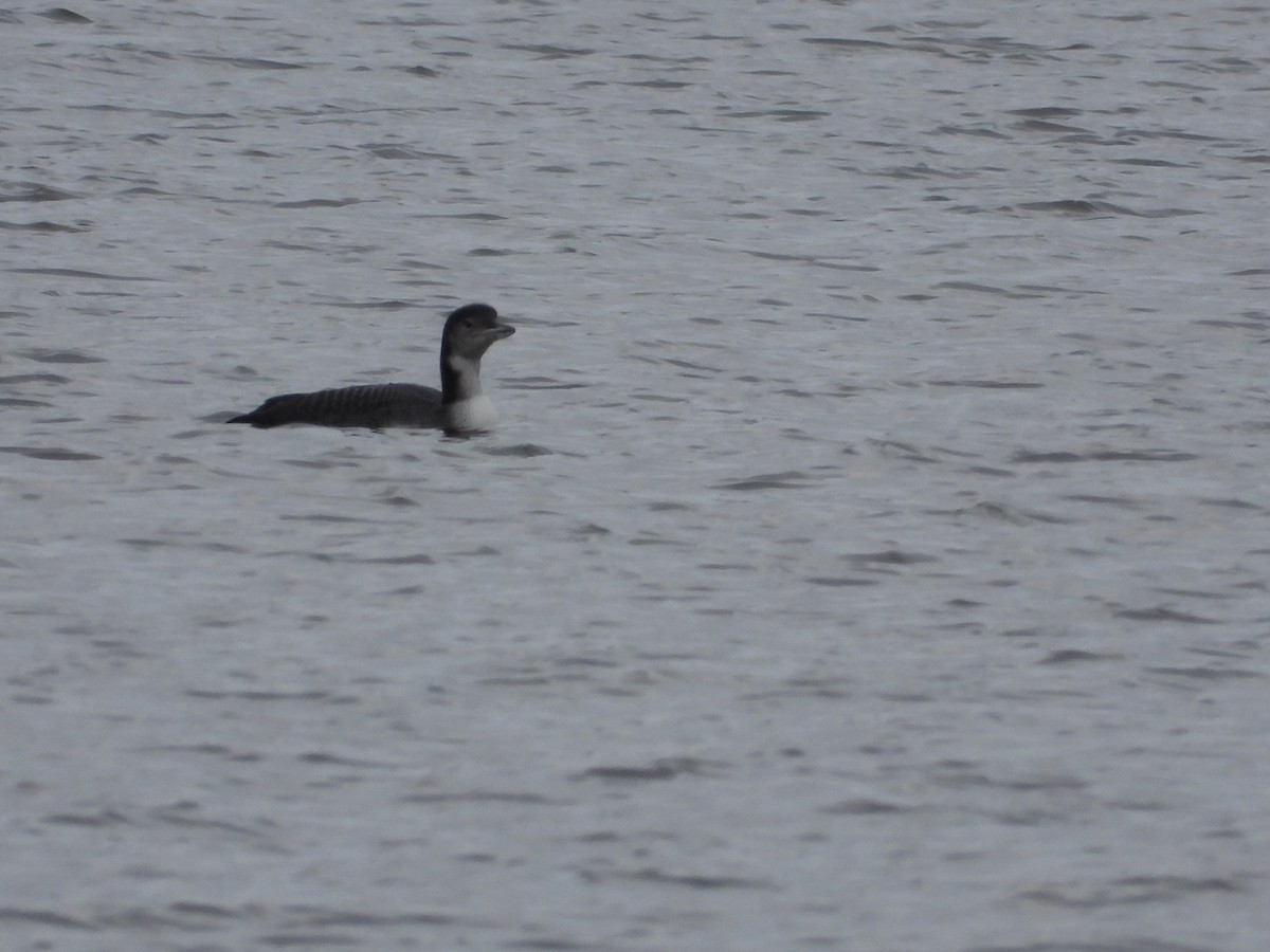 Common Loon - ML645240572