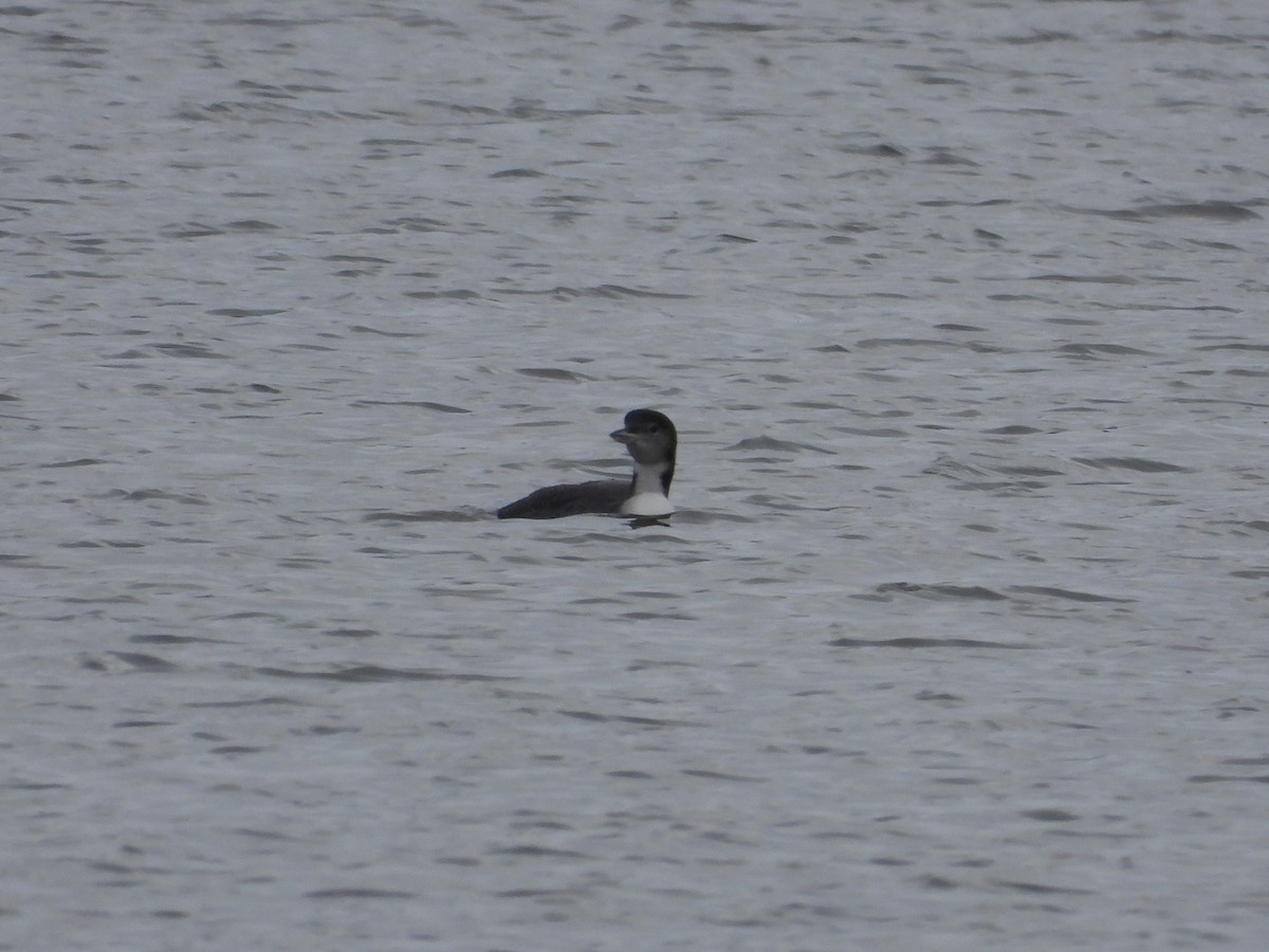 Common Loon - ML645240573