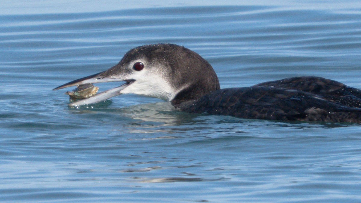 Common Loon - ML645240574