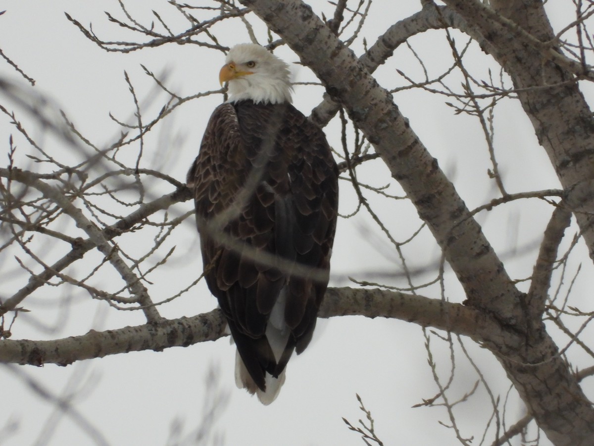 Bald Eagle - ML645240576