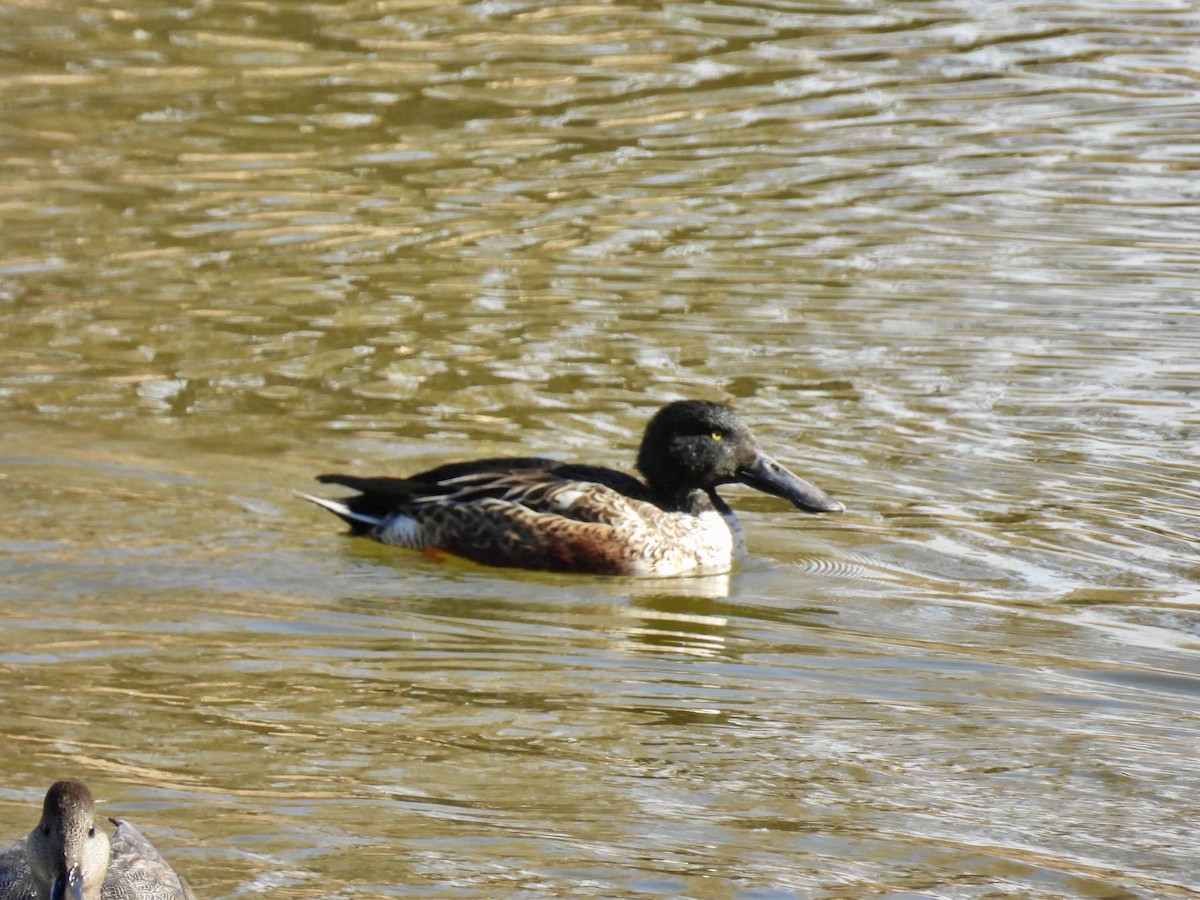 skjeand - ML645240577