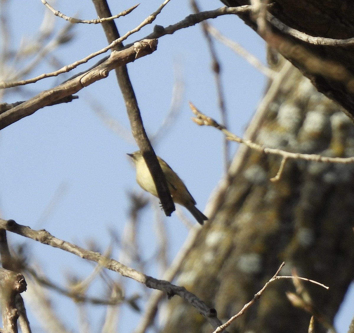Ruby-crowned Kinglet - ML645240578