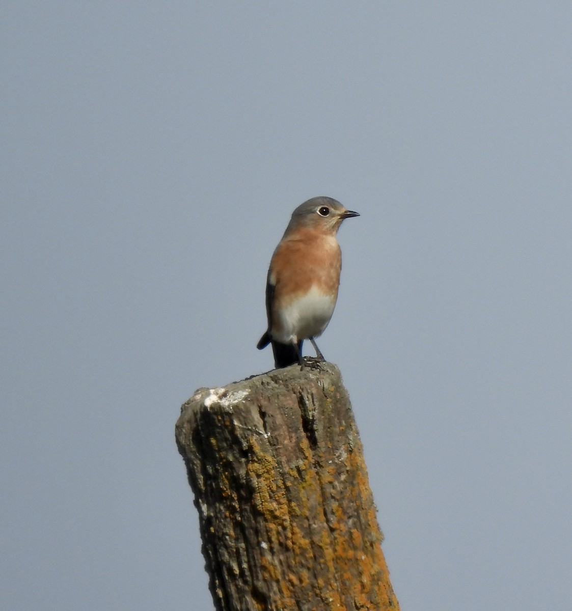 Блакитник східний - ML645240582