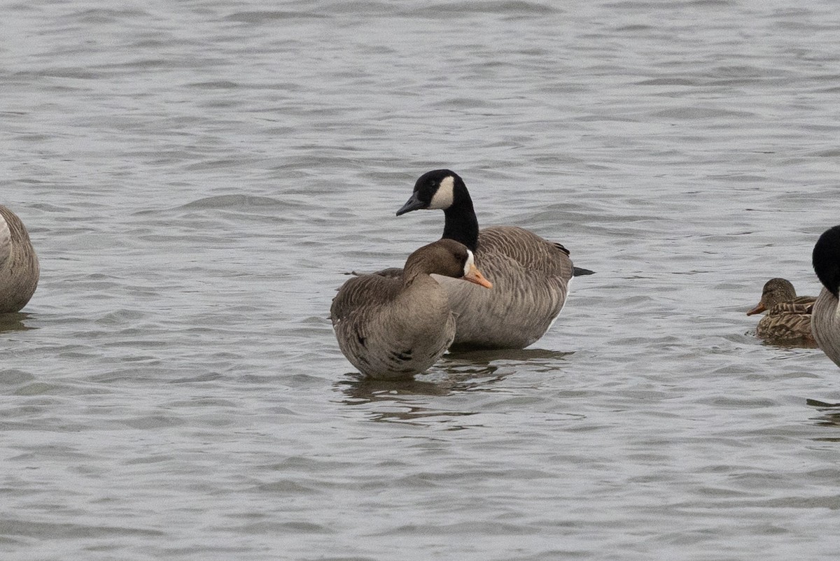 Greater White-fronted Goose - ML645240583