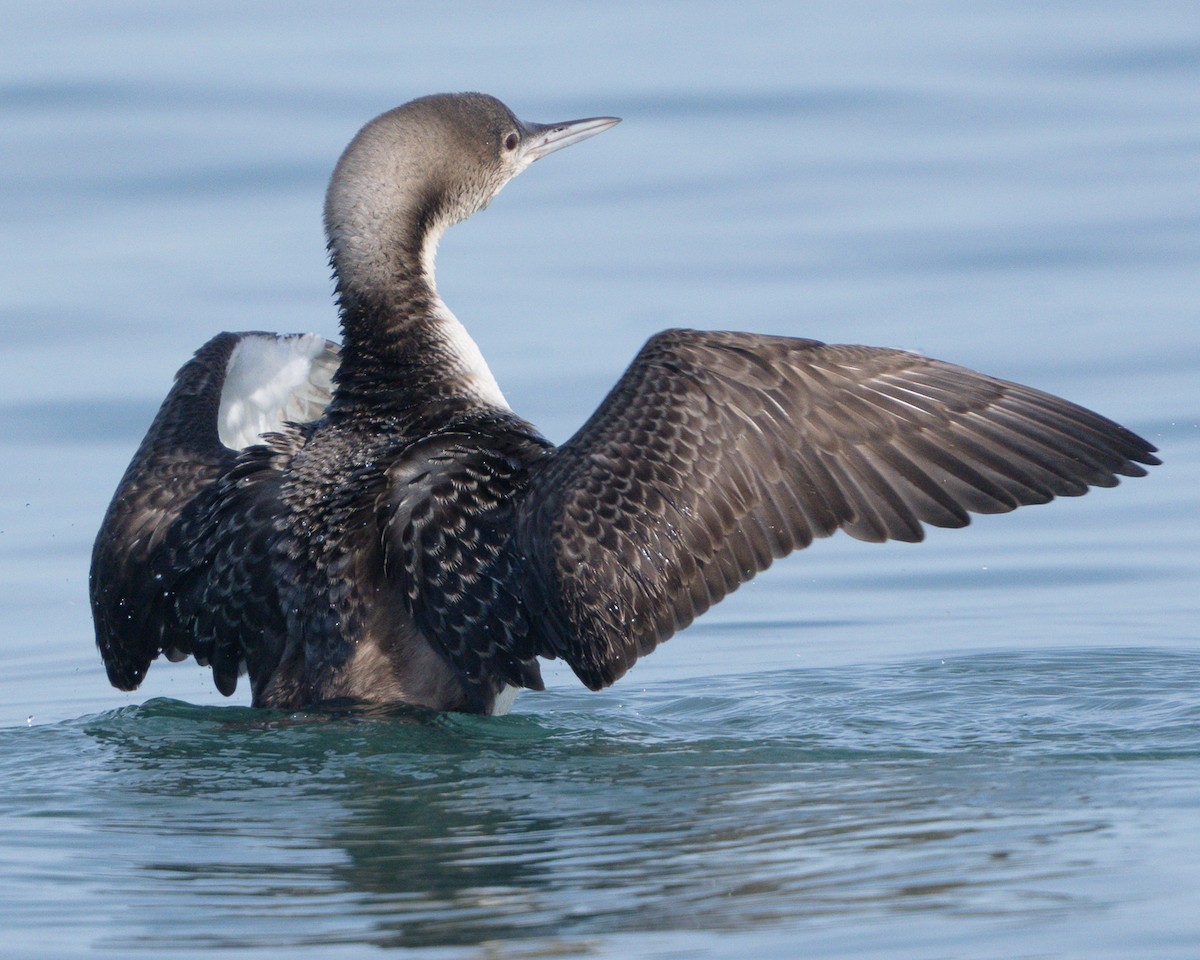 Red-throated Loon - ML645240585