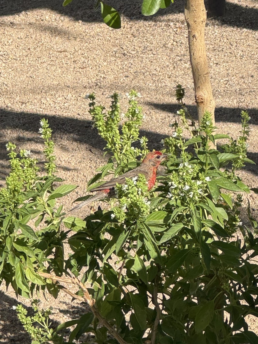 House Finch - ML645240604