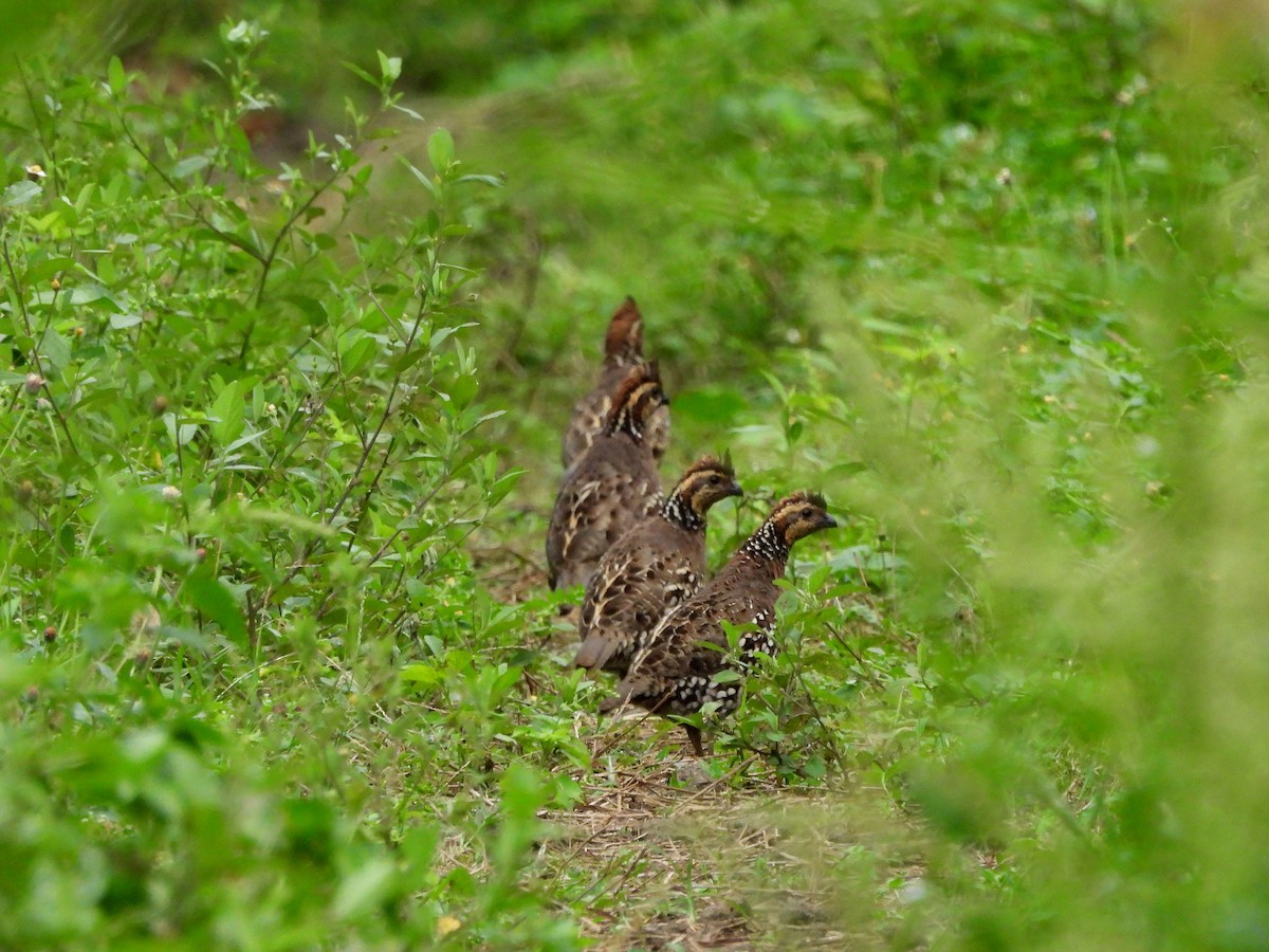 Spot-bellied Bobwhite - ML645240607