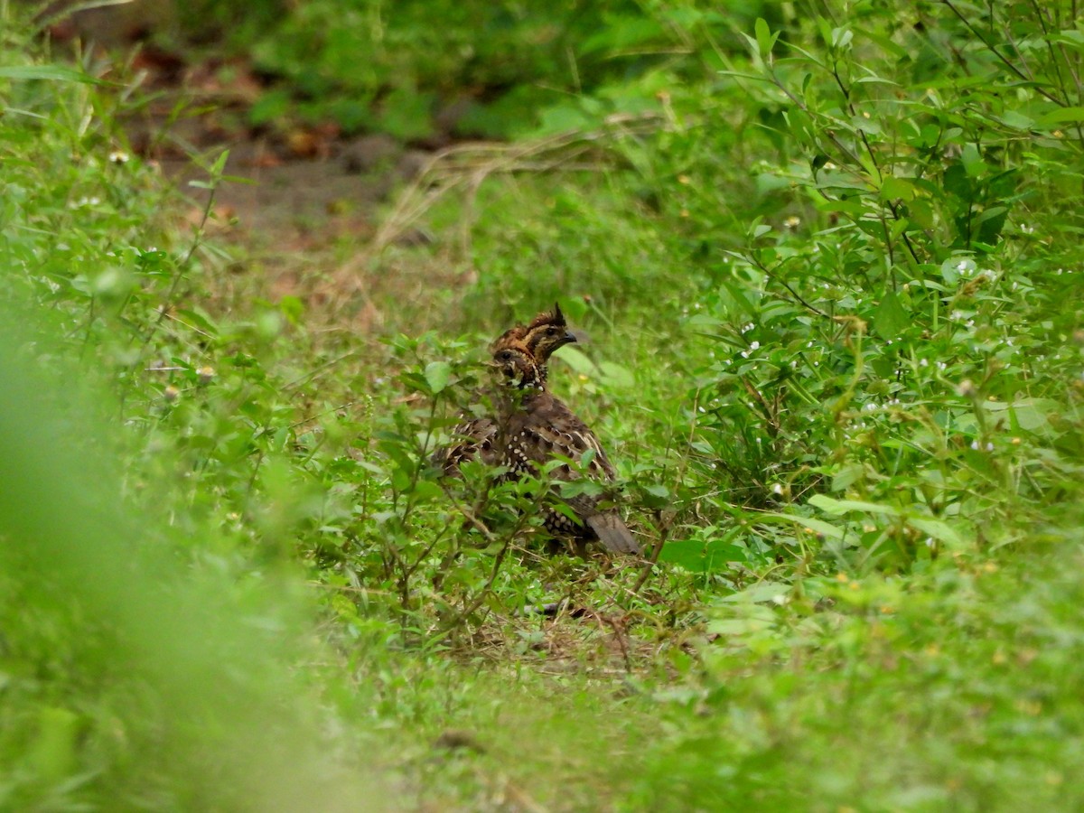 Spot-bellied Bobwhite - ML645240608