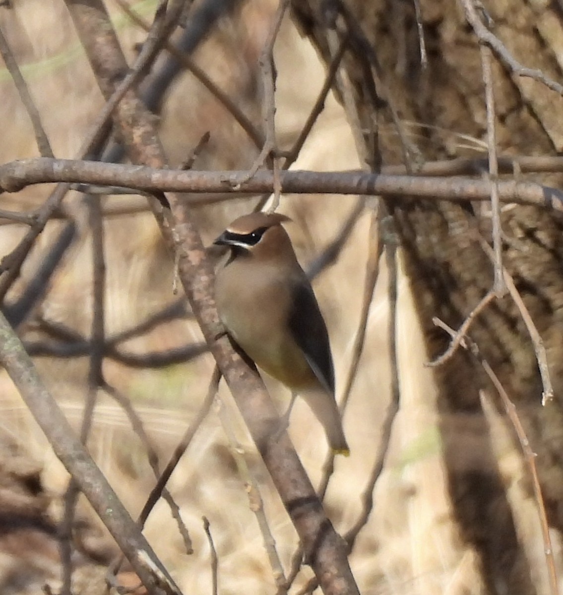 Cedar Waxwing - ML645240611