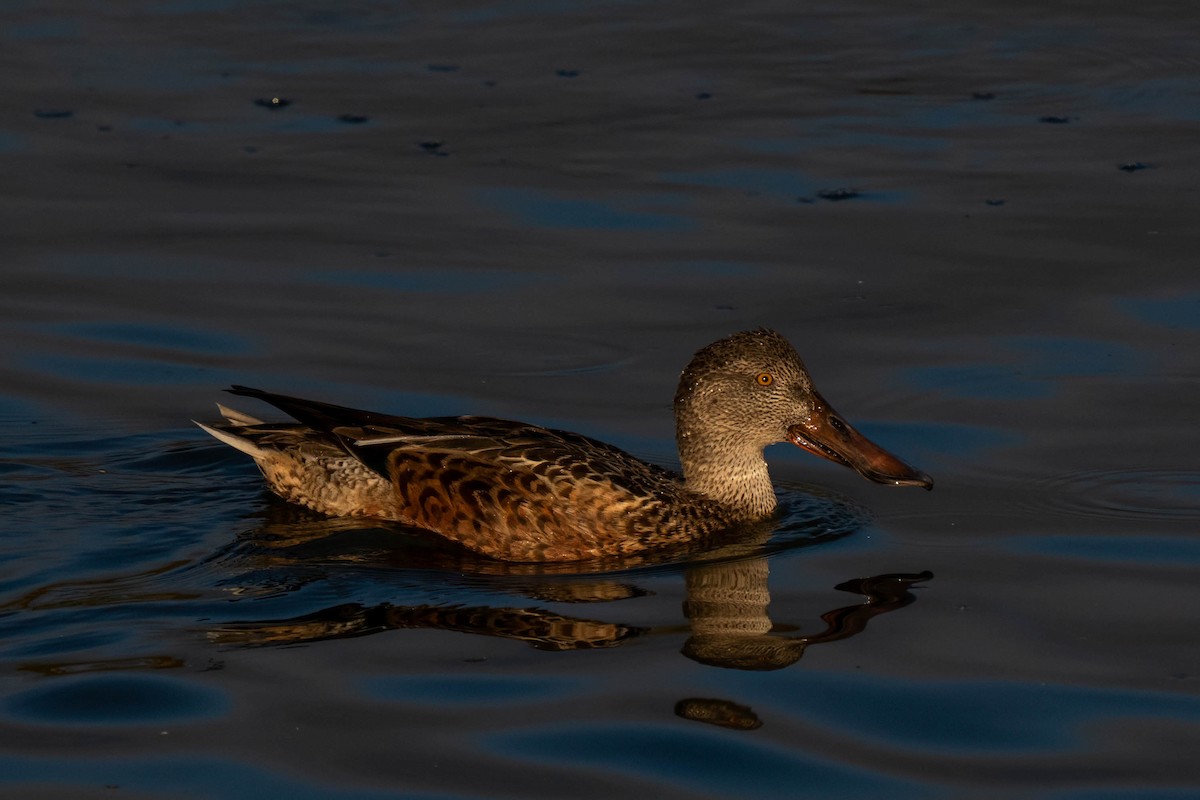 skjeand - ML645240613