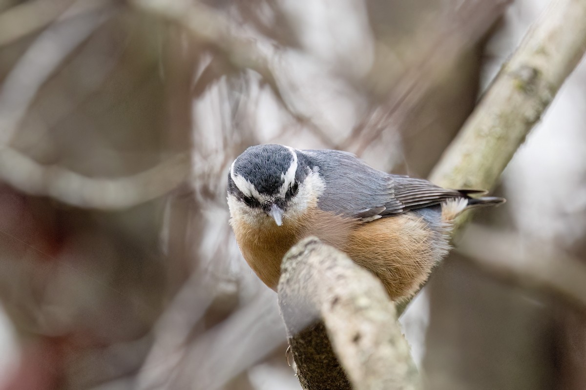 Red-breasted Nuthatch - ML645240615