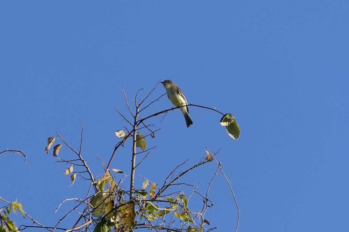 Weißbauch-Phoebetyrann - ML645240616