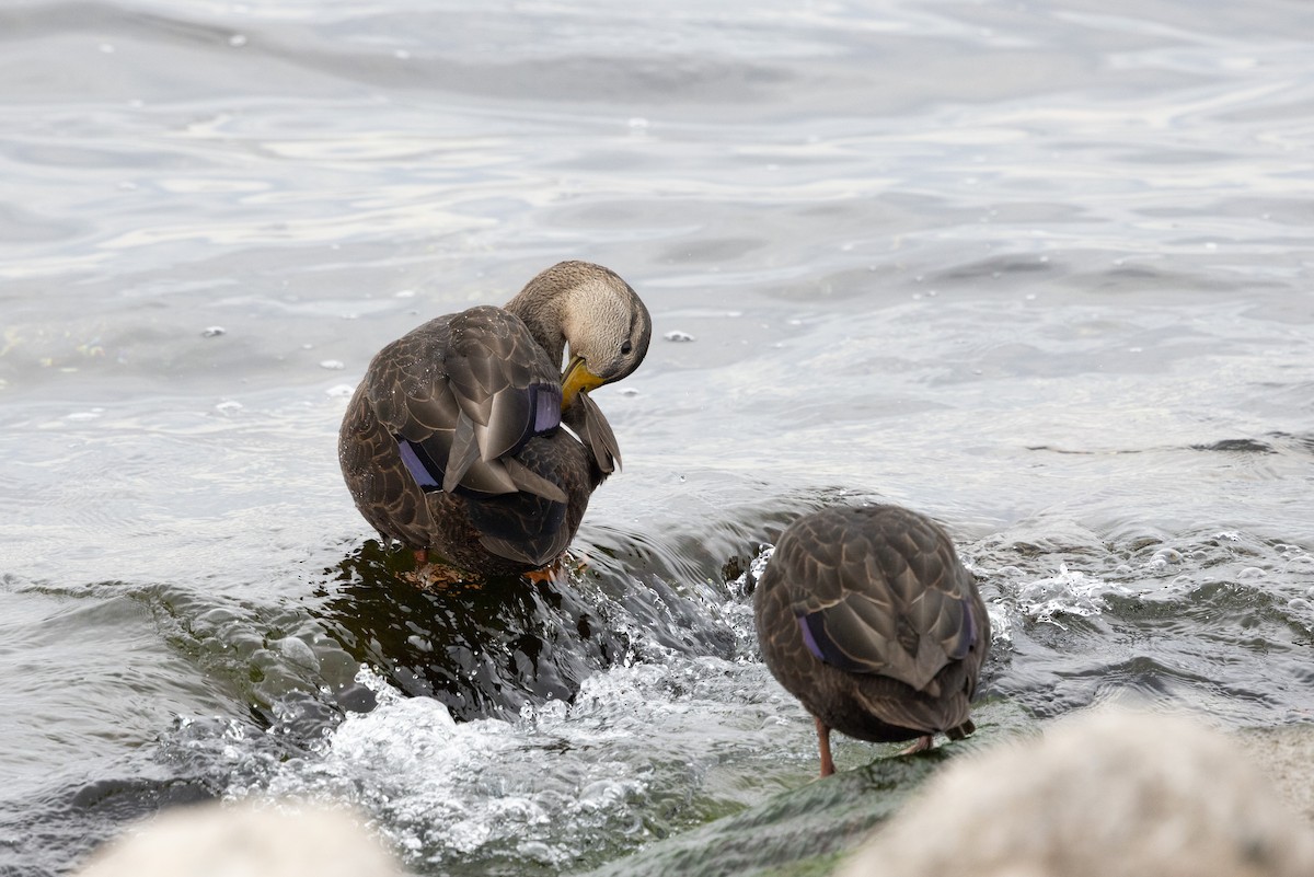 American Black Duck - ML645240618