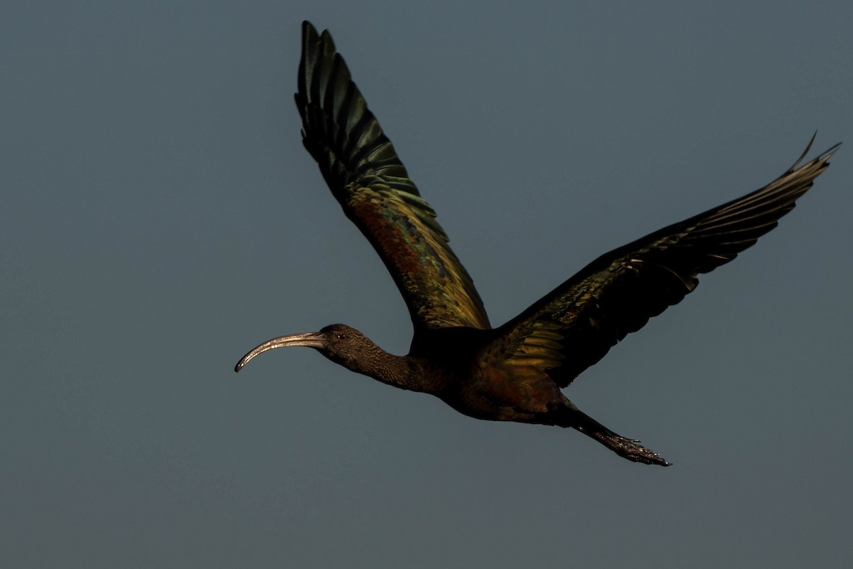 Beltzaran musuzuria - ML645240619