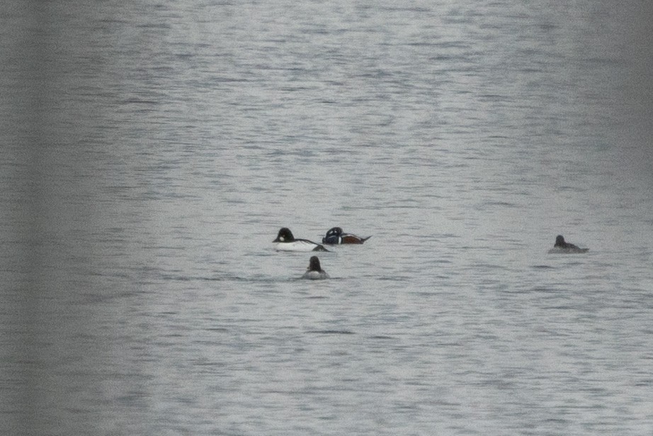 Harlequin Duck - ML645240620