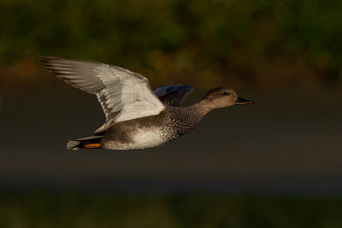 Нерозень - ML645240622