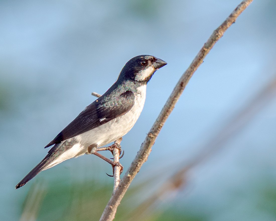 Lesson's Seedeater - ML645240623