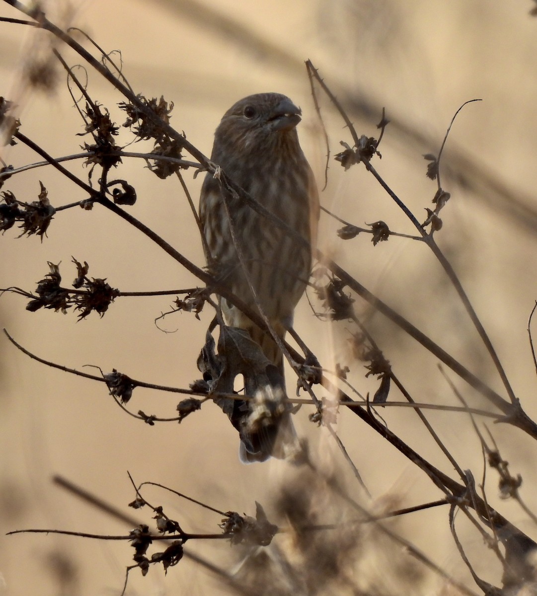 Чечевиця кармінова - ML645240624