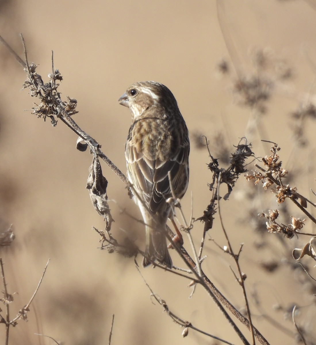 Чечевиця кармінова - ML645240625
