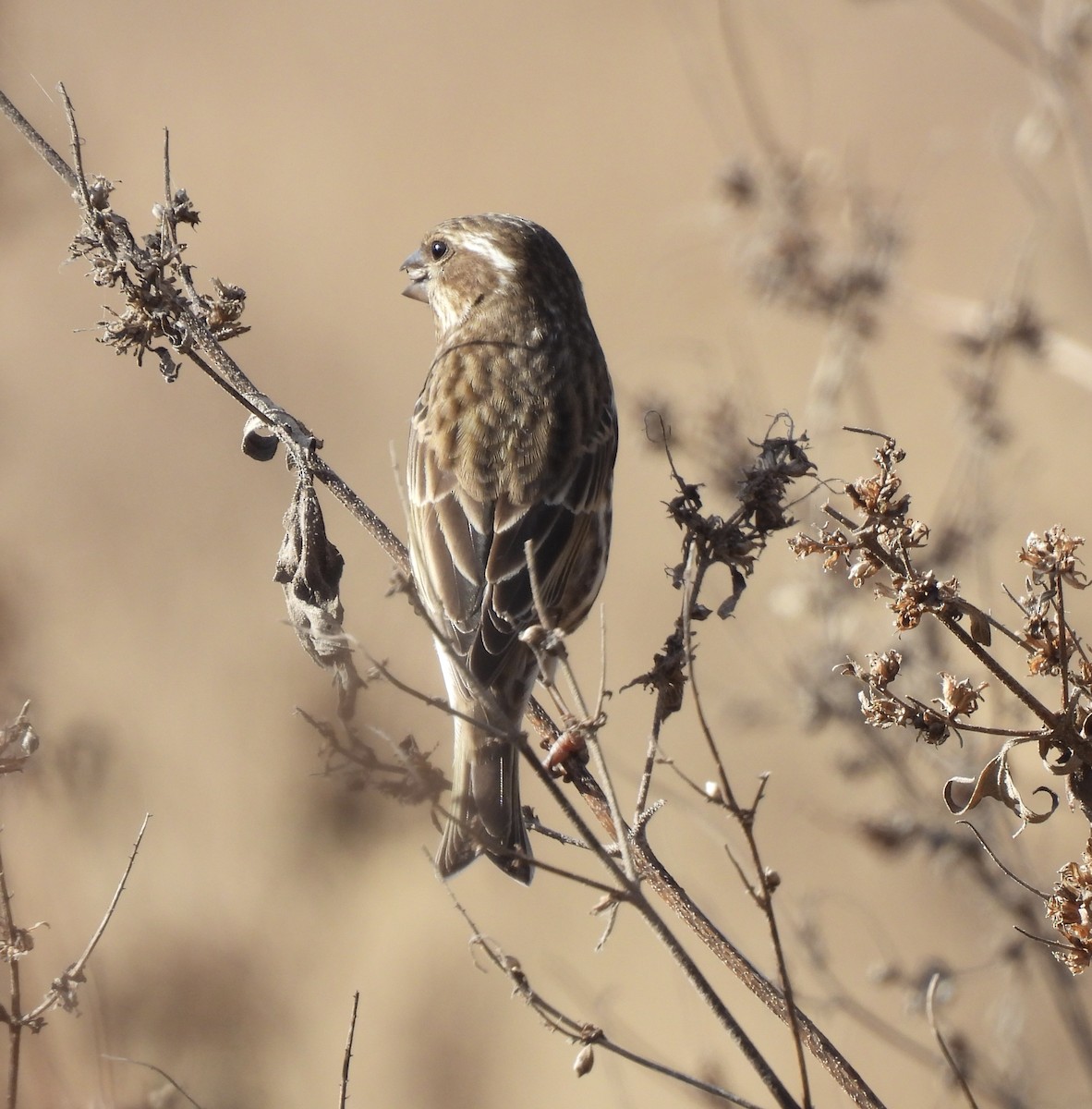Чечевиця кармінова - ML645240626