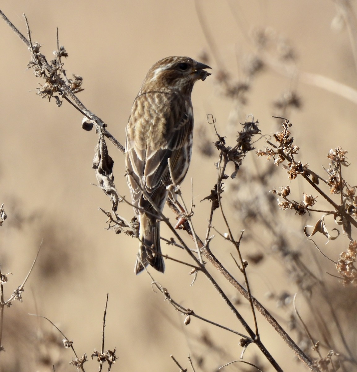 Чечевиця кармінова - ML645240627