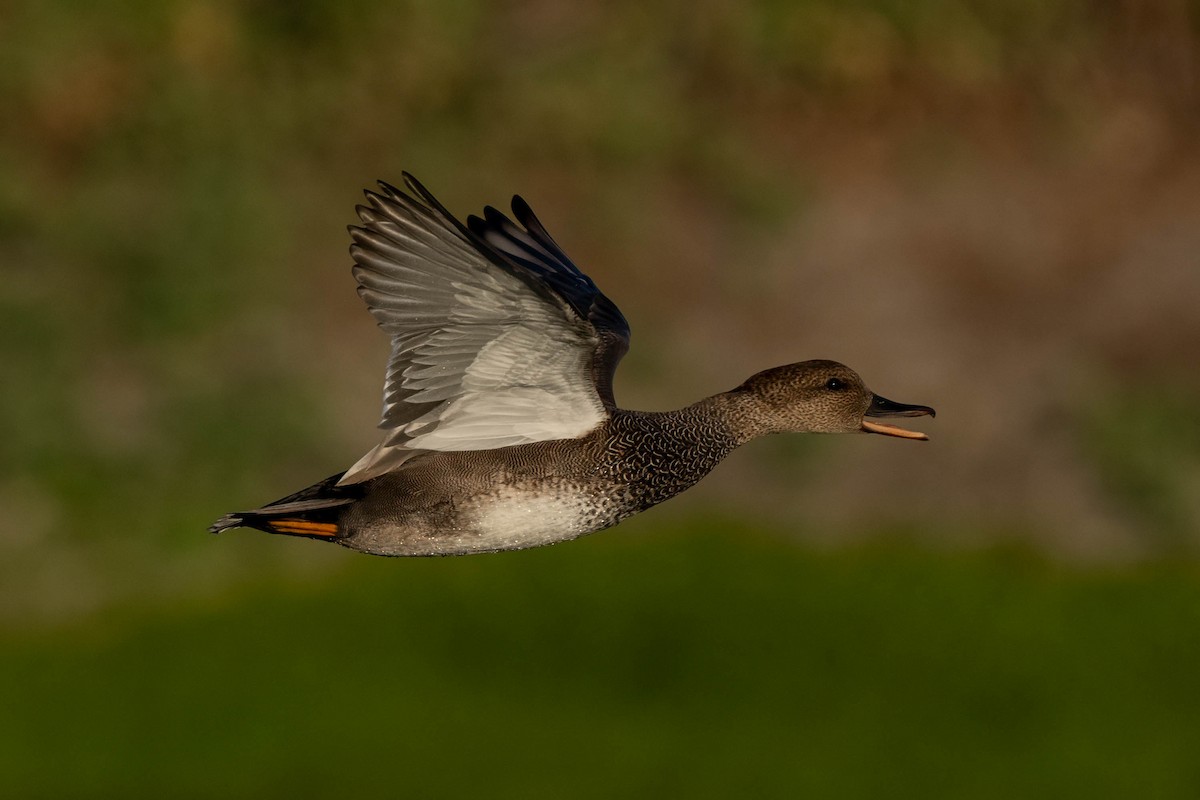 Нерозень - ML645240628